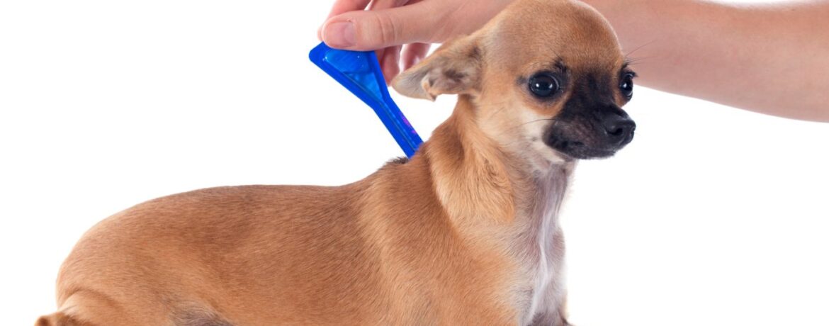 Understanding Bravecto Tick Coverage For Your Pet
